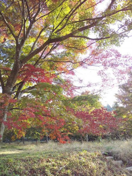 キャンプ場画像